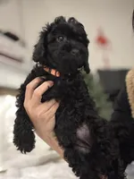 Chloe, a female Poodle - Toy  for sale in Houston, TX – Photo 2 of 7