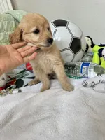 Sunny, a male Poodle - Toy  for sale in Cypress, TX – 6 of 10