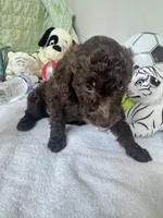 Bear, a male Poodle - Toy  for sale in Cypress, TX – 4 of 10