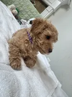 Toby, a male Poodle - Toy  for sale in Cypress, TX – 8 of 9