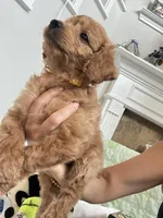 Mocha, a male Poodle - Toy  for sale in Cypress, TX – 7 of 10