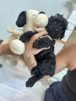 Coco, a male Poodle - Toy  for sale in Cypress, TX – 2 of 6