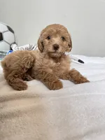 Toby, a male Poodle - Toy  for sale in Cypress, TX – 9 of 9