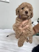 Toby, a male Poodle - Toy  for sale in Cypress, TX – 3 of 9