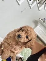 Mocha, a male Poodle - Toy  for sale in Cypress, TX – 5 of 10