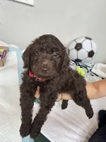 Bear, a male Poodle - Toy  for sale in Cypress, TX – 6 of 10