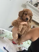 Teddy, a male Poodle - Toy  for sale in Cypress, TX – 2 of 7