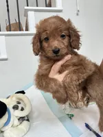 Teddy, a male Poodle - Toy  for sale in Cypress, TX – 7 of 7