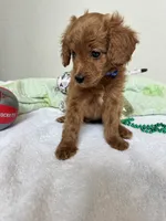 Teddy, a male Poodle - Toy  for sale in Cypress, TX – 5 of 7