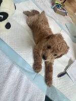 Mocha, a male Poodle - Toy  for sale in Cypress, TX – 6 of 10