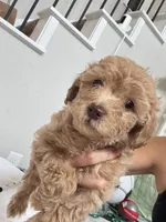 Toby, a male Poodle - Toy  for sale in Cypress, TX – 2 of 9