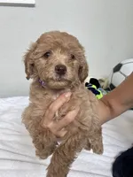 Toby, a male Poodle - Toy  for sale in Cypress, TX – 6 of 9