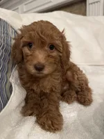 Daisy, a female Poodle - Toy  for sale in Houston, TX – Photo 10 of 10