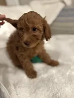 Daisy, a female Poodle - Toy  for sale in Houston, TX – Photo 2 of 10