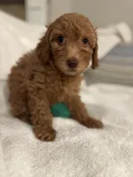 Daisy, a female Poodle - Toy  for sale in Houston, TX – Photo 3 of 10