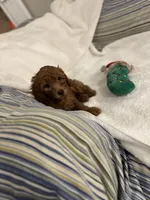 Daisy, a female Poodle - Toy  for sale in Houston, TX – Photo 5 of 10