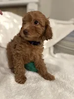 Daisy, a female Poodle - Toy  for sale in Houston, TX – Photo 8 of 10