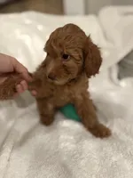 Daisy, a female Poodle - Toy  for sale in Houston, TX – Photo 1 of 10