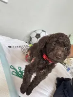 Bear, a male Poodle - Toy  for sale in Cypress, TX – 7 of 10