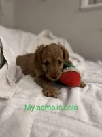 Lola, a female Poodle - Toy  for sale in Houston, TX – Photo 1 of 8