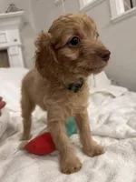 Lola, a female Poodle - Toy  for sale in Houston, TX – Photo 6 of 8