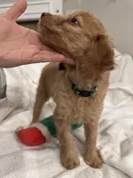 Lola, a female Poodle - Toy  for sale in Houston, TX – Photo 7 of 8