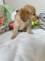 Sunny, a male Poodle - Toy  for sale in Cypress, TX – 4 of 10
