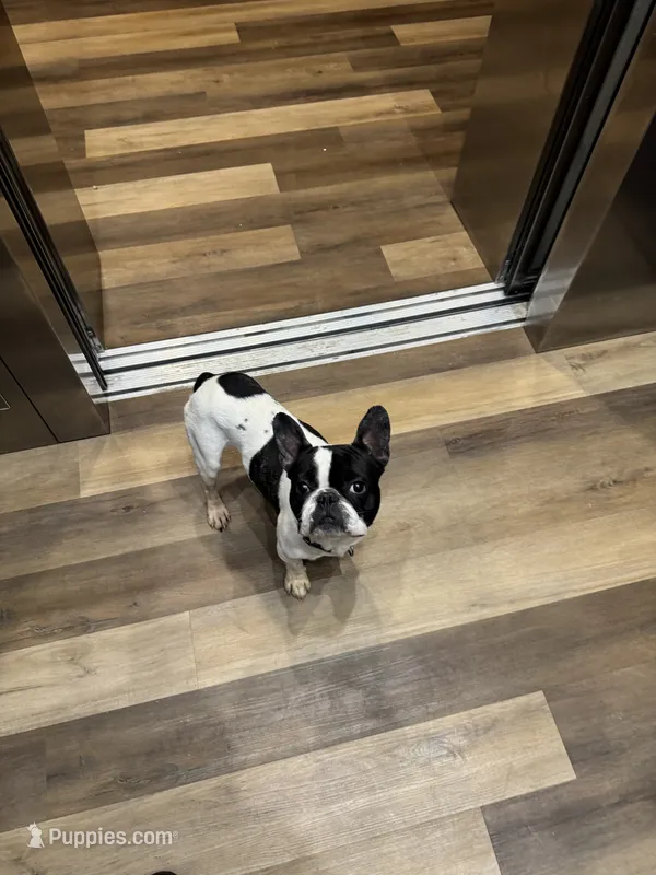 Chrome – French Bulldog puppy for sale in Baltimore, MD