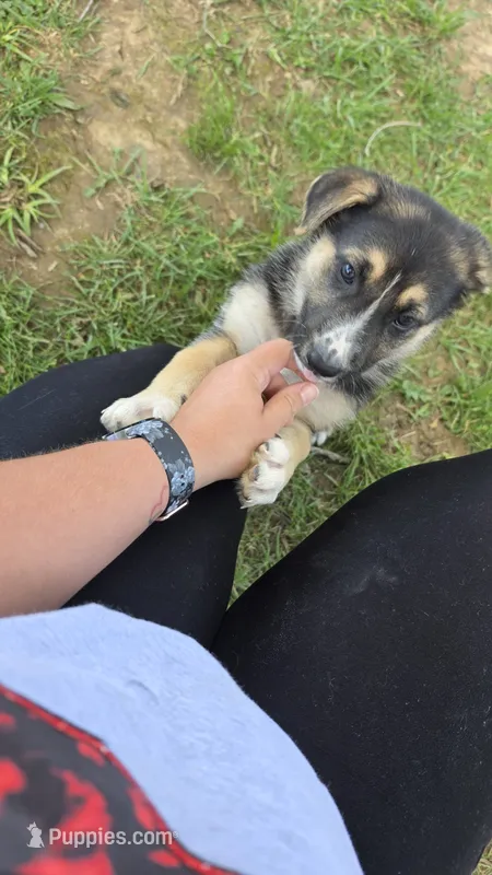 Red – German Shepherd Dog puppy for sale in Caldwell, OH