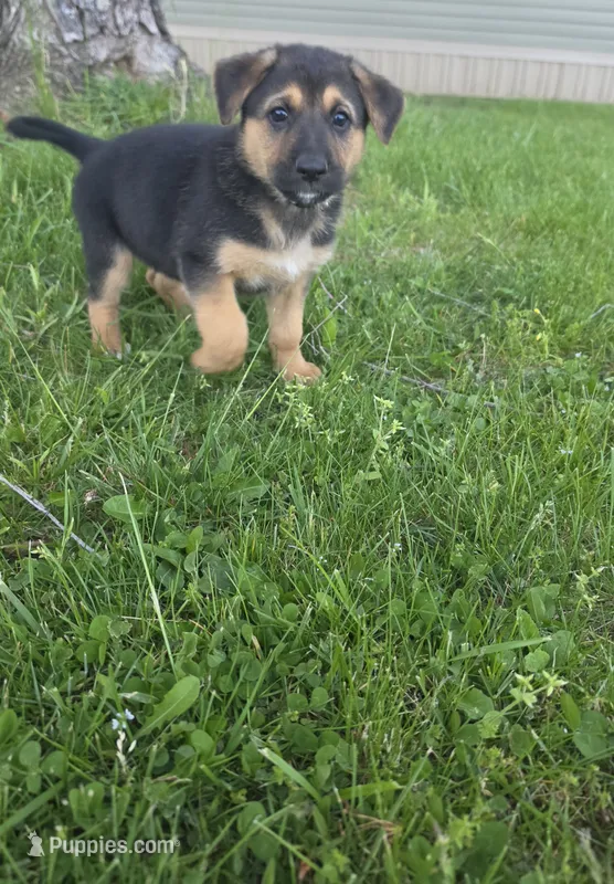 Black – German Shepherd Dog puppy for sale in Caldwell, OH