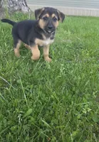 Black, a female German Shepherd Dog for sale in Caldwell, OH – 1 of 1
