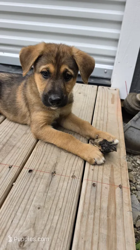 Pink – German Shepherd Dog puppy for sale in Caldwell, OH