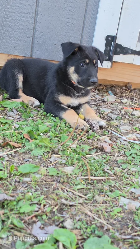 Orange – German Shepherd Dog puppy for sale in Caldwell, OH