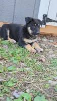 Orange, a male German Shepherd Dog for sale in Caldwell, OH – 1 of 1