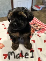Nyla’s Male 1, a male Yorkshire Terrier for sale in Keysville, VA – 4 of 5