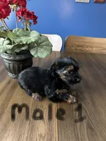 Nyla’s Male 1, a male Yorkshire Terrier for sale in Keysville, VA – 3 of 5