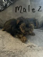 Nyla’s Male 2, a male Yorkshire Terrier for sale in Keysville, VA – 6 of 7