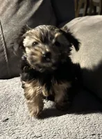 Precious, a female Yorkshire Terrier for sale in Keysville, VA – 10 of 10