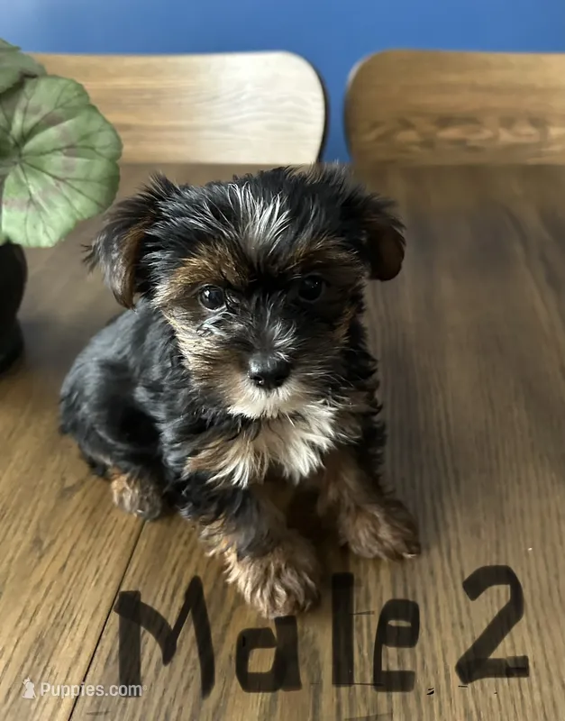 Nyla’s Male 2 – Yorkshire Terrier puppy for sale in Keysville, VA