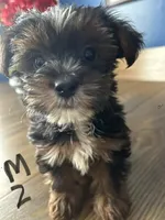 Nyla’s Male 2, a male Yorkshire Terrier for sale in Keysville, VA – 2 of 4