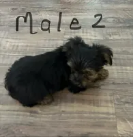 Nyla’s Male 2, a male Yorkshire Terrier for sale in Keysville, VA – 4 of 7