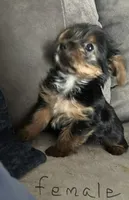 Nyla’s Female, a female Yorkshire Terrier for sale in Keysville, VA – 2 of 6