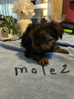 Nyla’s Male 2, a male Yorkshire Terrier for sale in Keysville, VA – 5 of 7
