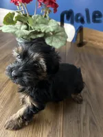 Nyla’s Male 1, a male Yorkshire Terrier for sale in Keysville, VA – 5 of 5