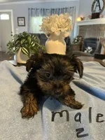 Nyla’s Male 2, a male Yorkshire Terrier for sale in Keysville, VA – 1 of 7