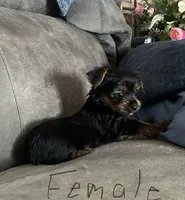 Nyla’s Female, a female Yorkshire Terrier for sale in Keysville, VA – 3 of 6