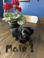 Nyla’s Male 1, a male Yorkshire Terrier for sale in Keysville, VA – 2 of 5
