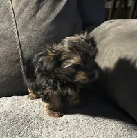 Precious, a female Yorkshire Terrier for sale in Keysville, VA – 8 of 10