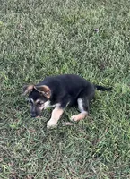 Shadows female 2, a female German Shepherd Dog for sale in Keysville, VA – Photo 1 of 2