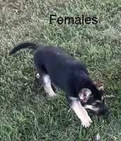 Shadows female 2, a female German Shepherd Dog for sale in Keysville, VA – Photo 2 of 2